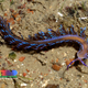Illustration for article titled Striking Photographs Of Sea Slugs Expose The Alien World Under the Sea